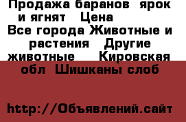 Продажа баранов, ярок и ягнят › Цена ­ 3 500 - Все города Животные и растения » Другие животные   . Кировская обл.,Шишканы слоб.